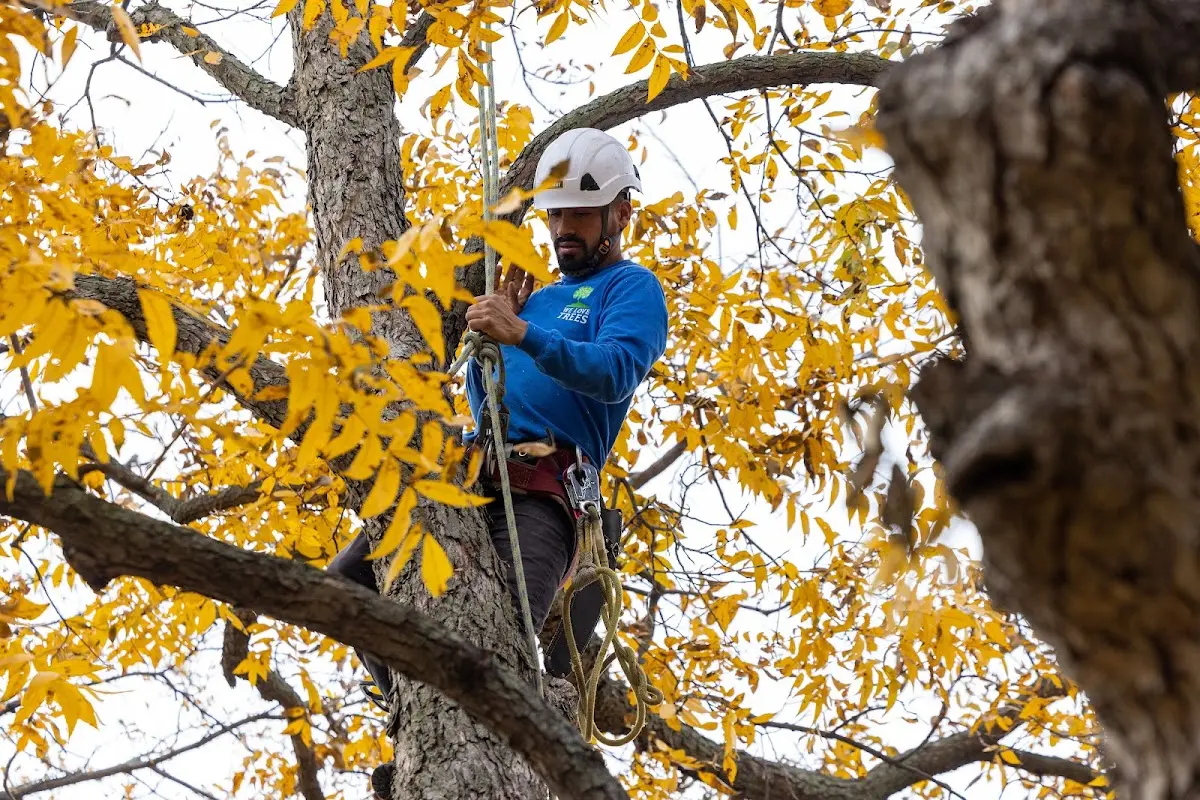 Skilled Storm Damage Cleanup crew working in Bellevue